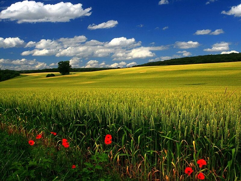 Wheat field with poppies