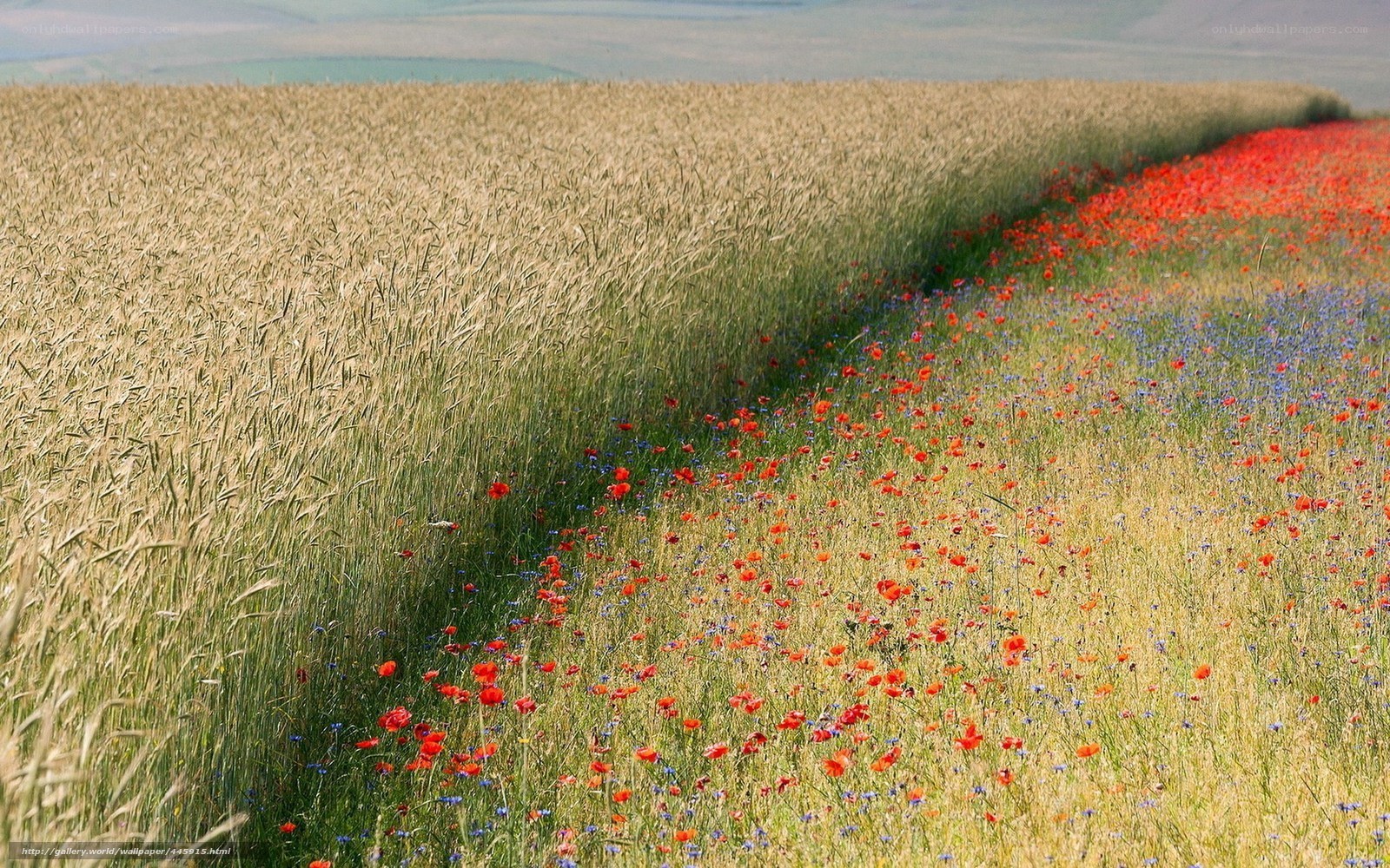 Wheat field with poppies