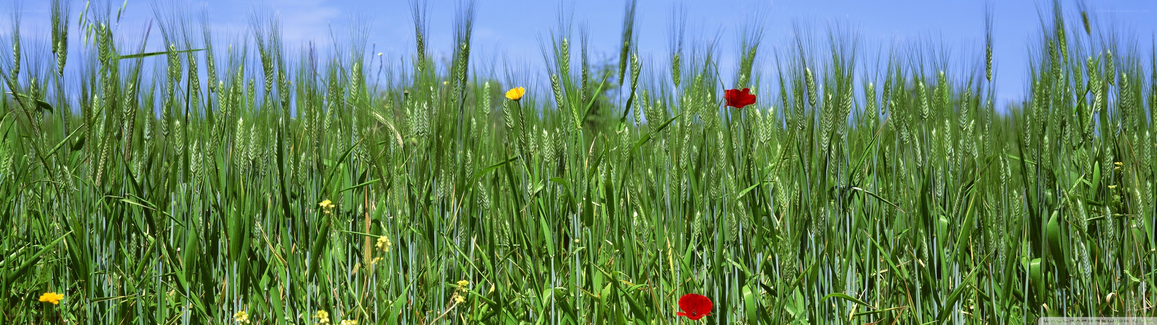 Wheat field with poppies