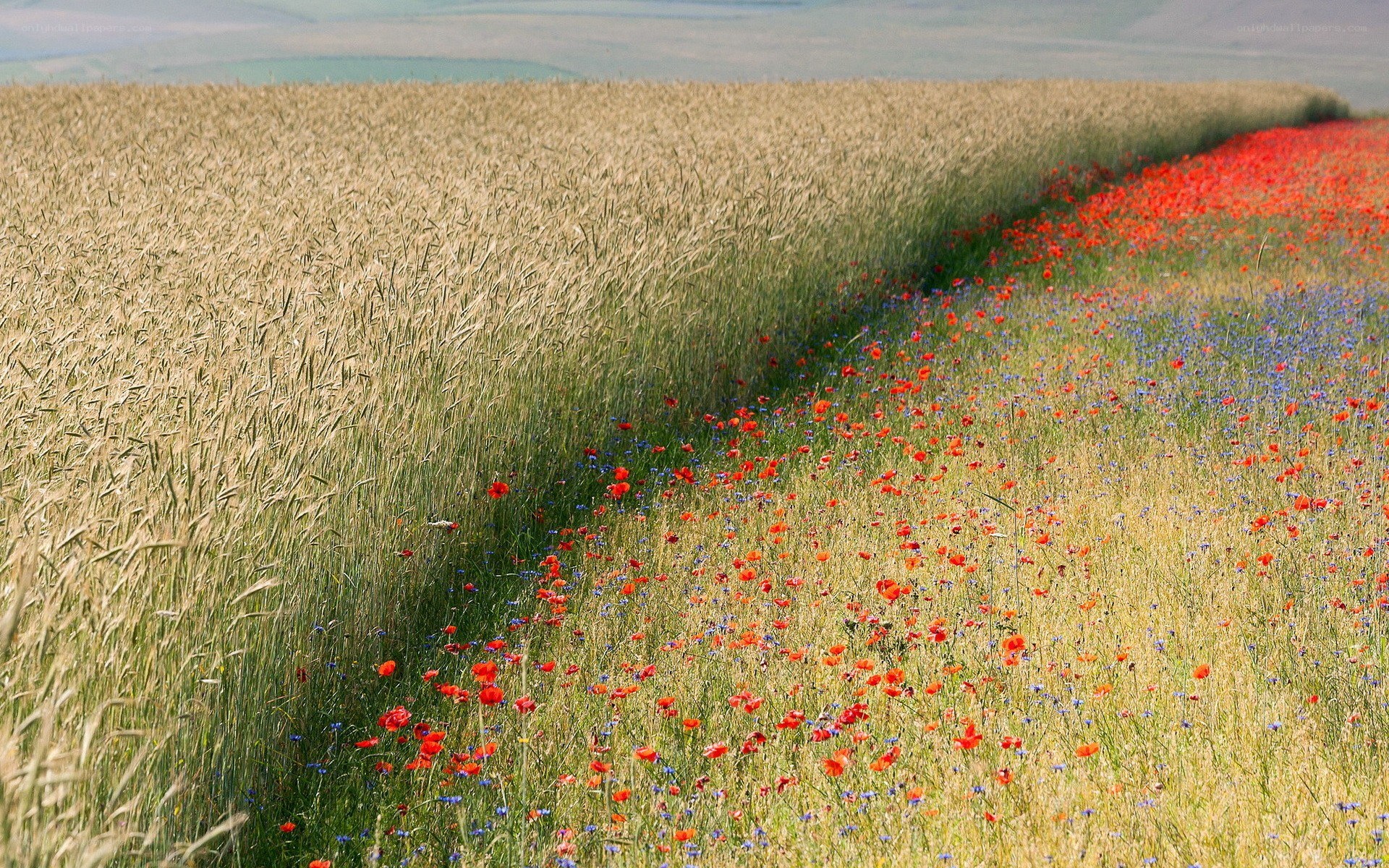 Wheat field with poppies
