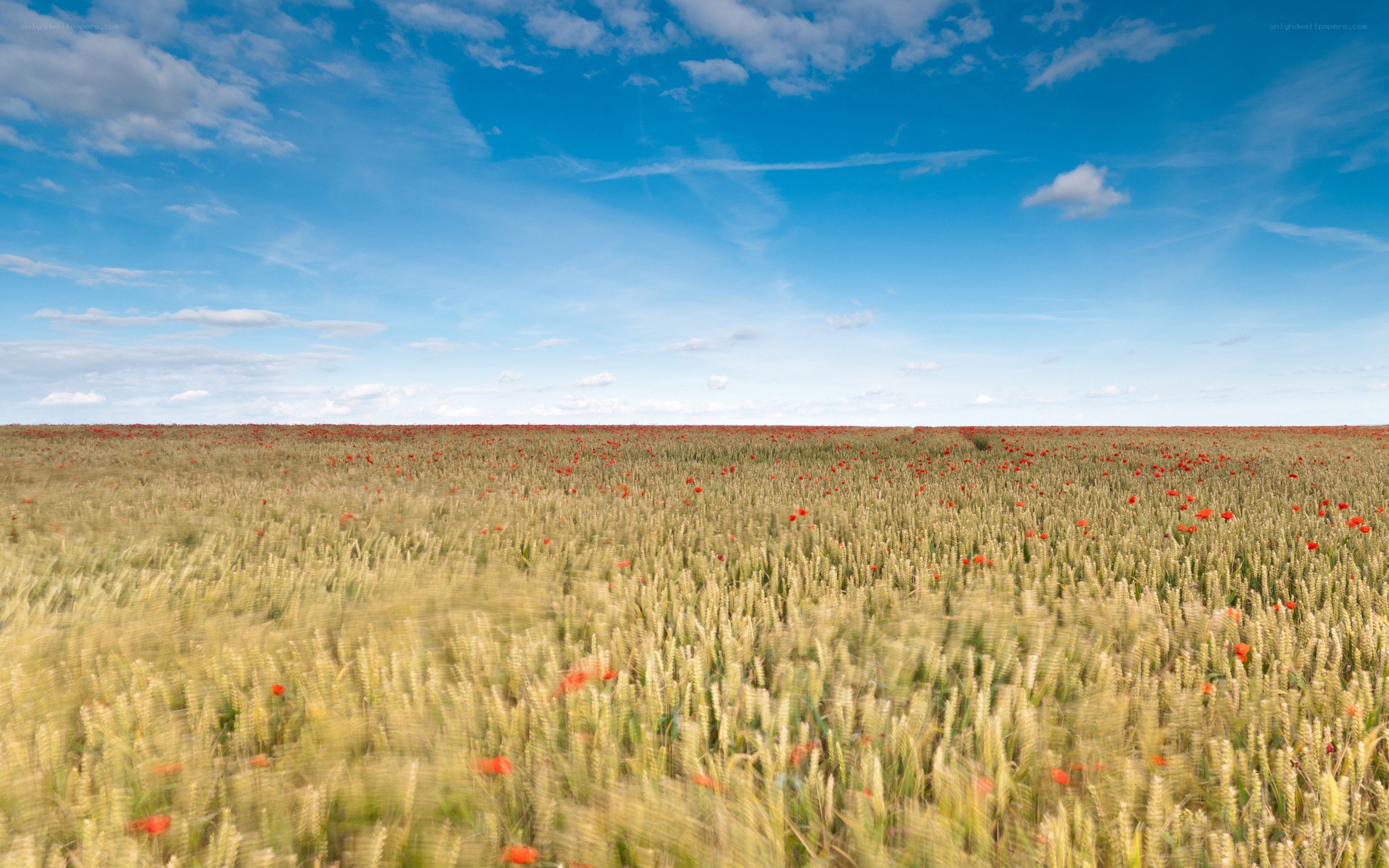 Wheat field with poppies