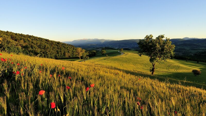 Wheat field with poppies