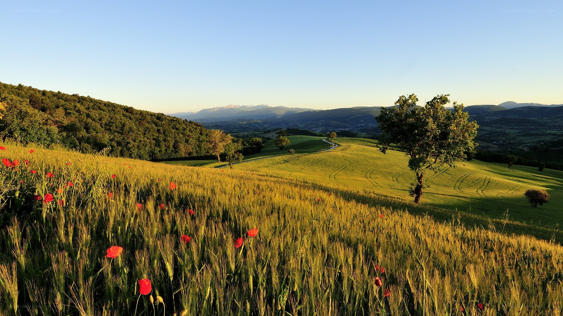 Wheat field with poppies