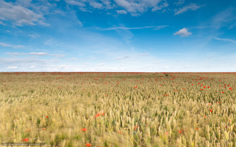 Wheat Field with Poppies — Blue
