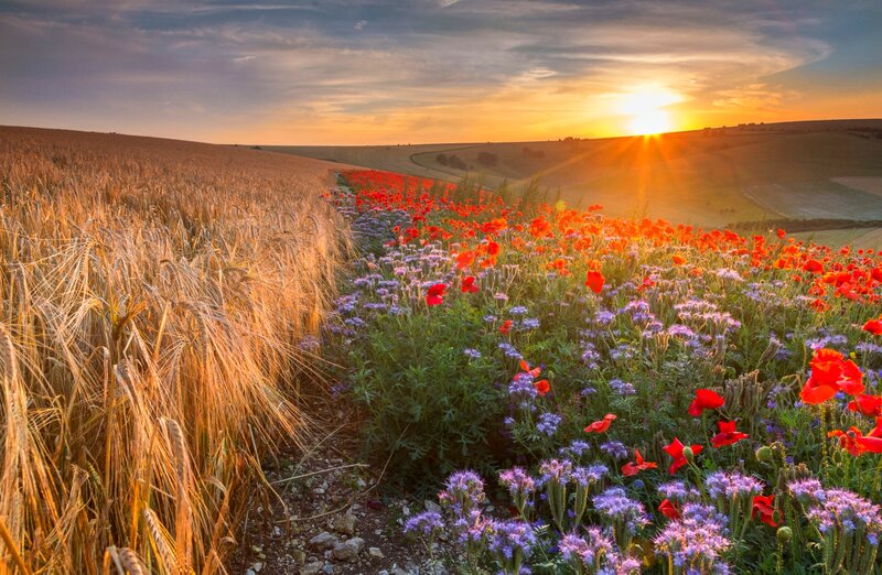 Wheat Field with Poppies — Gold, Serene, Sunrise