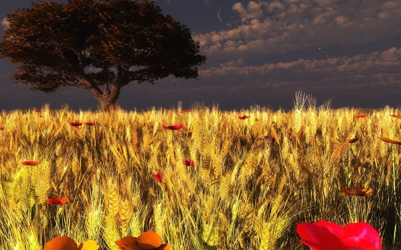 Wheat Field with Poppies — Gold