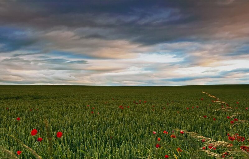 Wheat Field with Poppies — Green, Dramatic