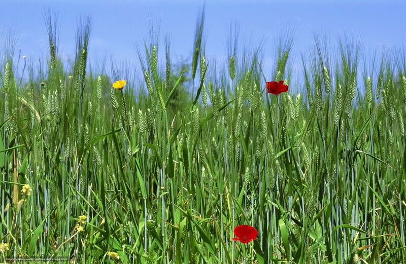 Wheat Field with Poppies — Green, Serene