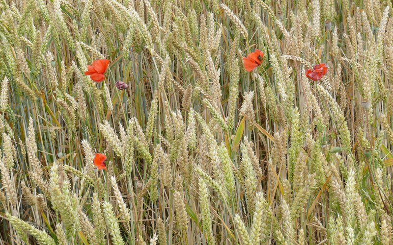 Wheat Field with Poppies — Green