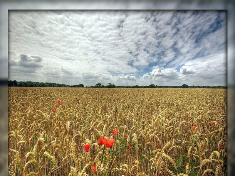 Wheat Field with Poppies — Yellow, Serene, Afternoon, Photograph, Clouds