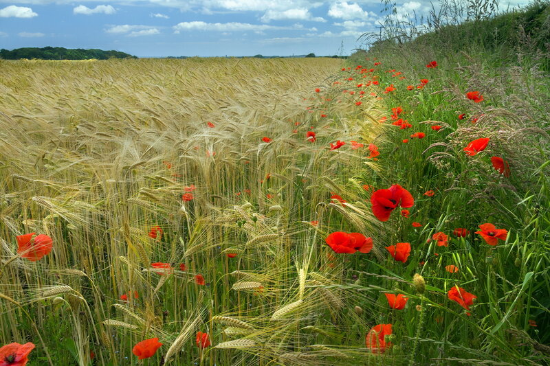 Wheat Field with Poppies — Yellow, Serene, Afternoon