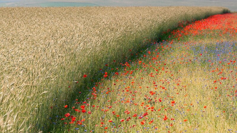 Wheat Field with Poppies — Yellow, Serene, Summer