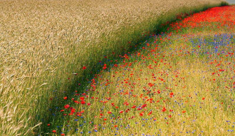 Wheat Field with Poppies — Yellow, Serene