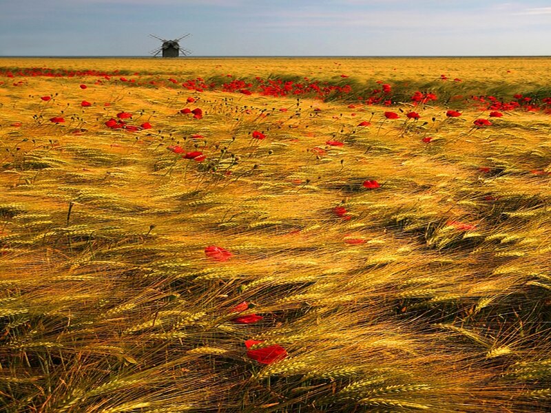 Wheat Field with Poppies — Yellow