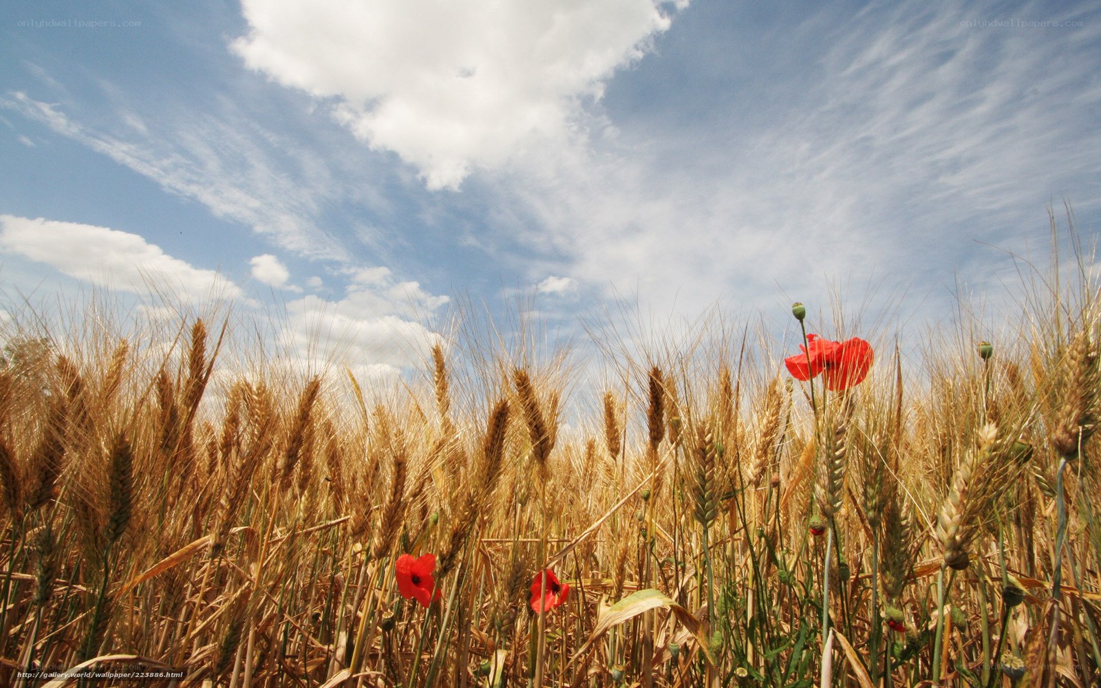 Wheat field with poppies