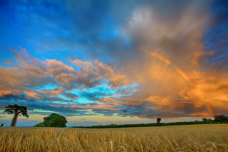 Wheat Field with Rainbow