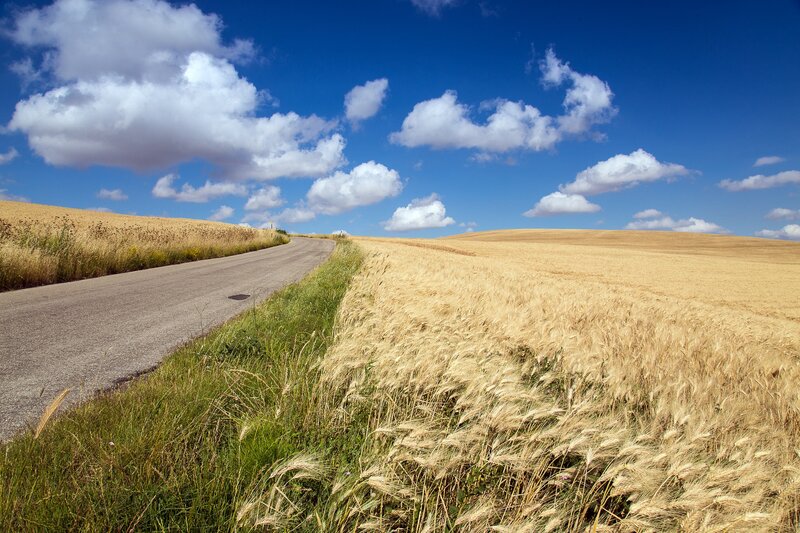 Wheat Field with Road — Blue