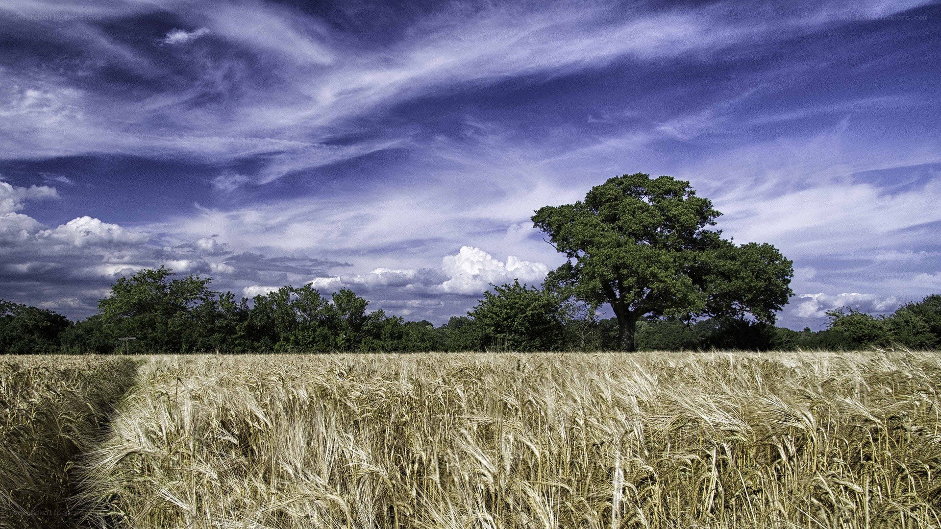 Wheat field with solitary tree