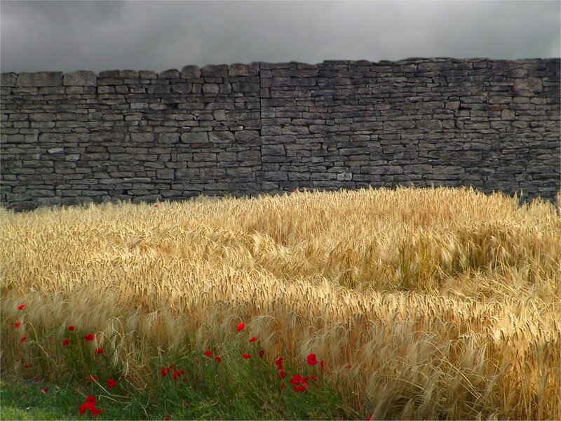 Wheat field with stone wall