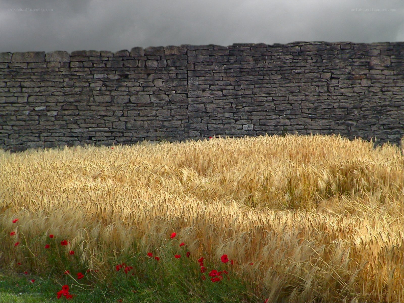 Wheat field with stone wall
