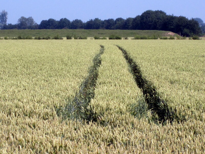 Wheat Field with Tire Tracks