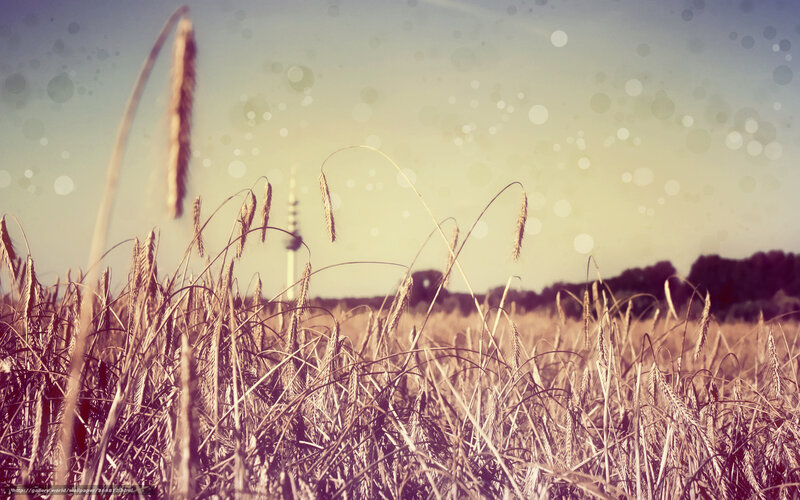 Wheat field with tower
