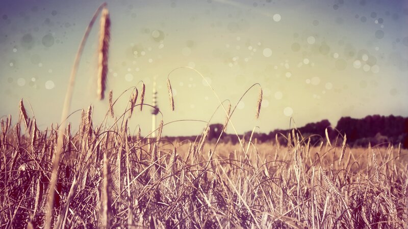 Wheat Field with Tower — Yellow