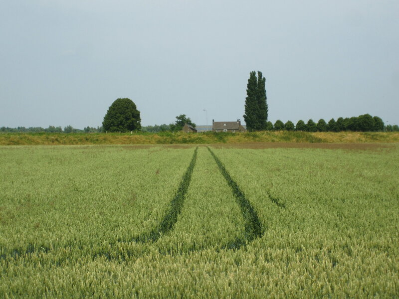 Wheat Field with Tracks