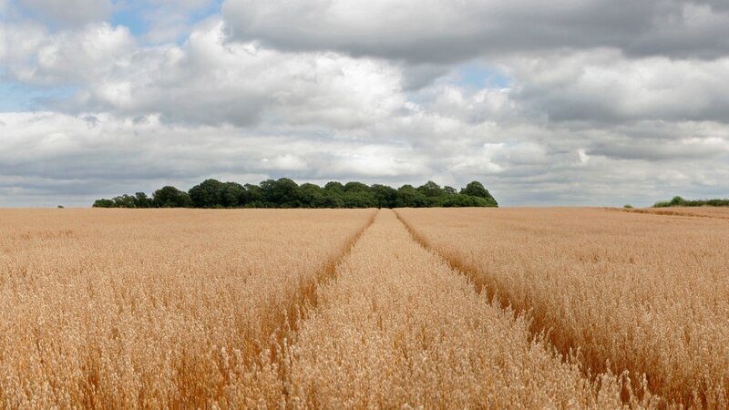Wheat field with tractor tracks