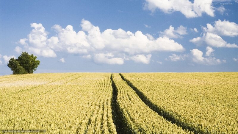 Wheat Field with Tractor Tracks — Yellow