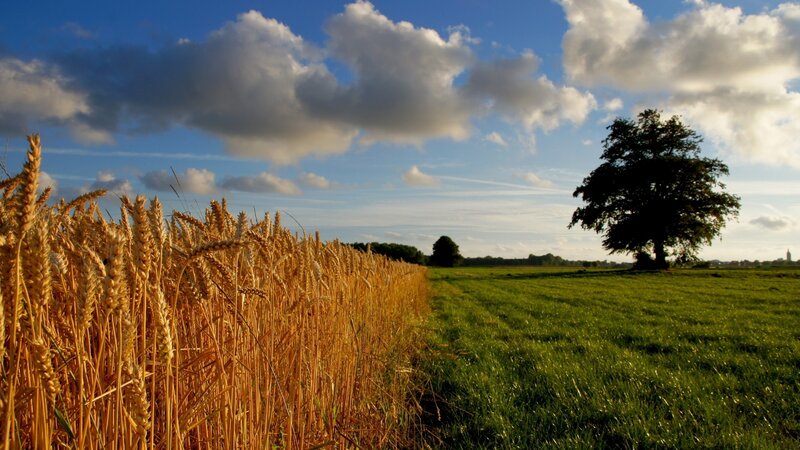 Wheat Field with Tree — Gold