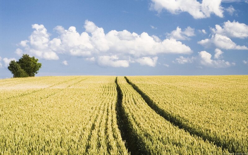 Wheat Field with Tree — Yellow