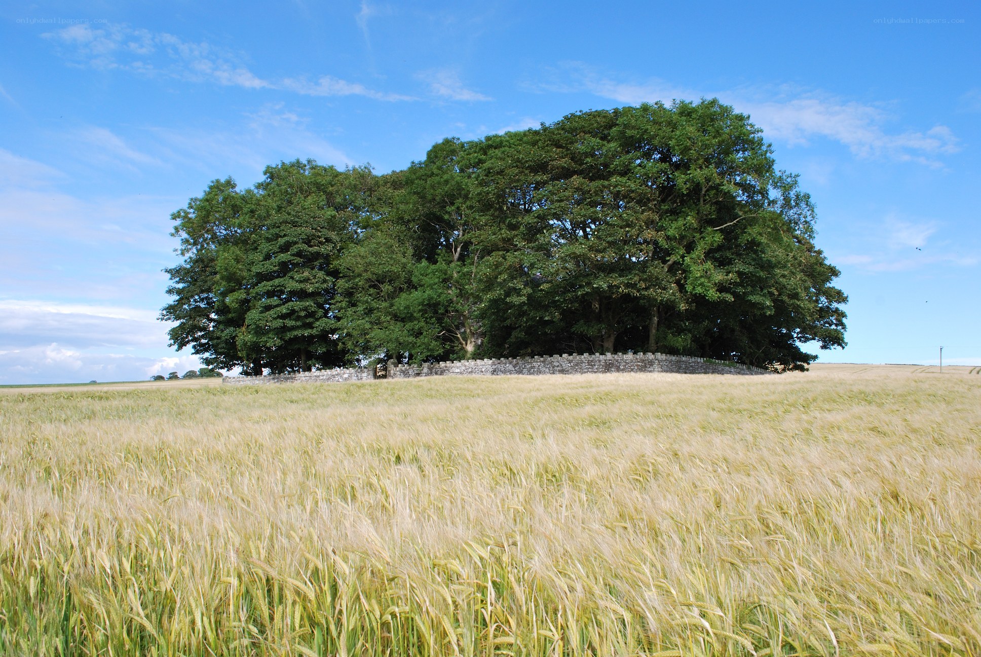 Wheat field with trees and stone wall