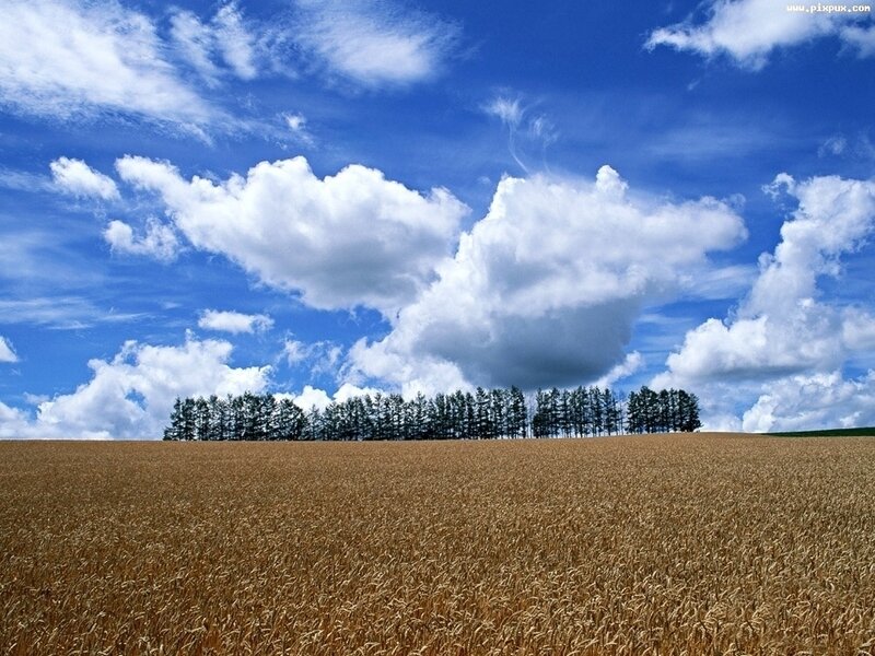 Wheat Field with Trees — Blue