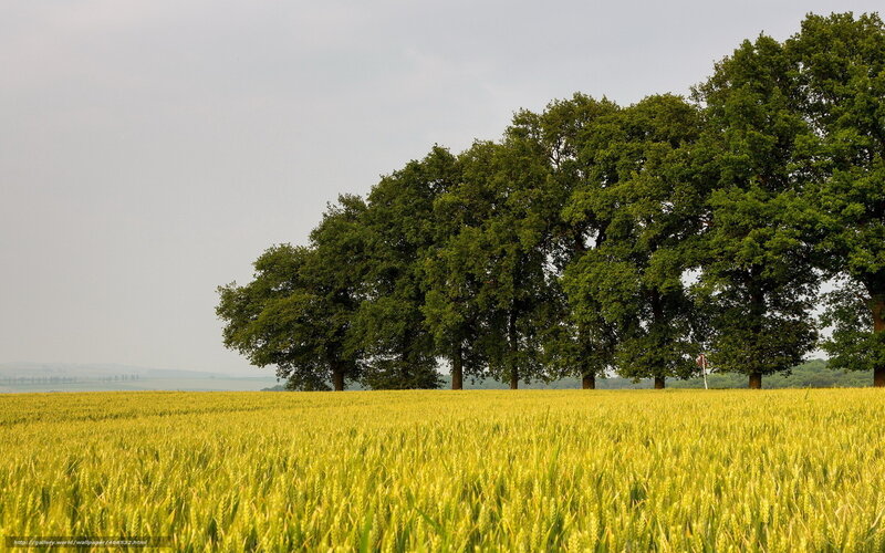 Wheat field with trees