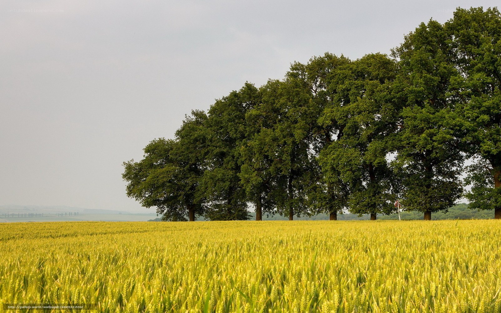 Wheat field with trees