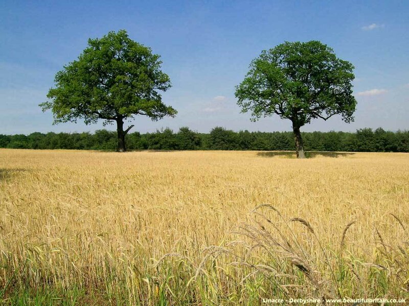 Wheat field with two trees