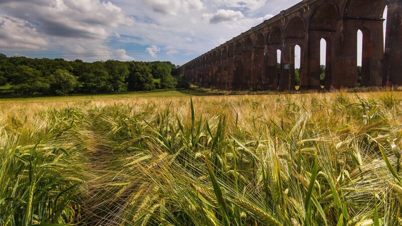 Wheat Field with Viaduct — Green, Serene