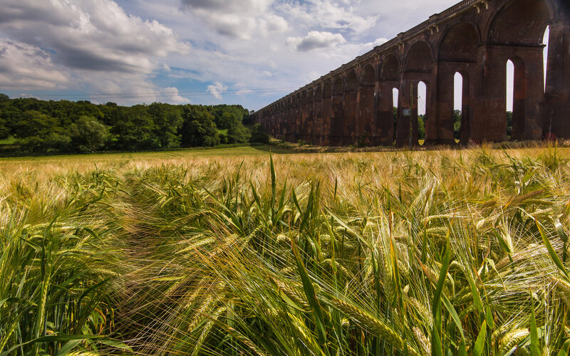 Wheat Field with Viaduct — Green