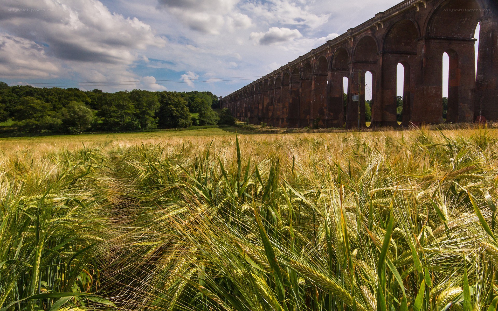 Wheat field with viaduct