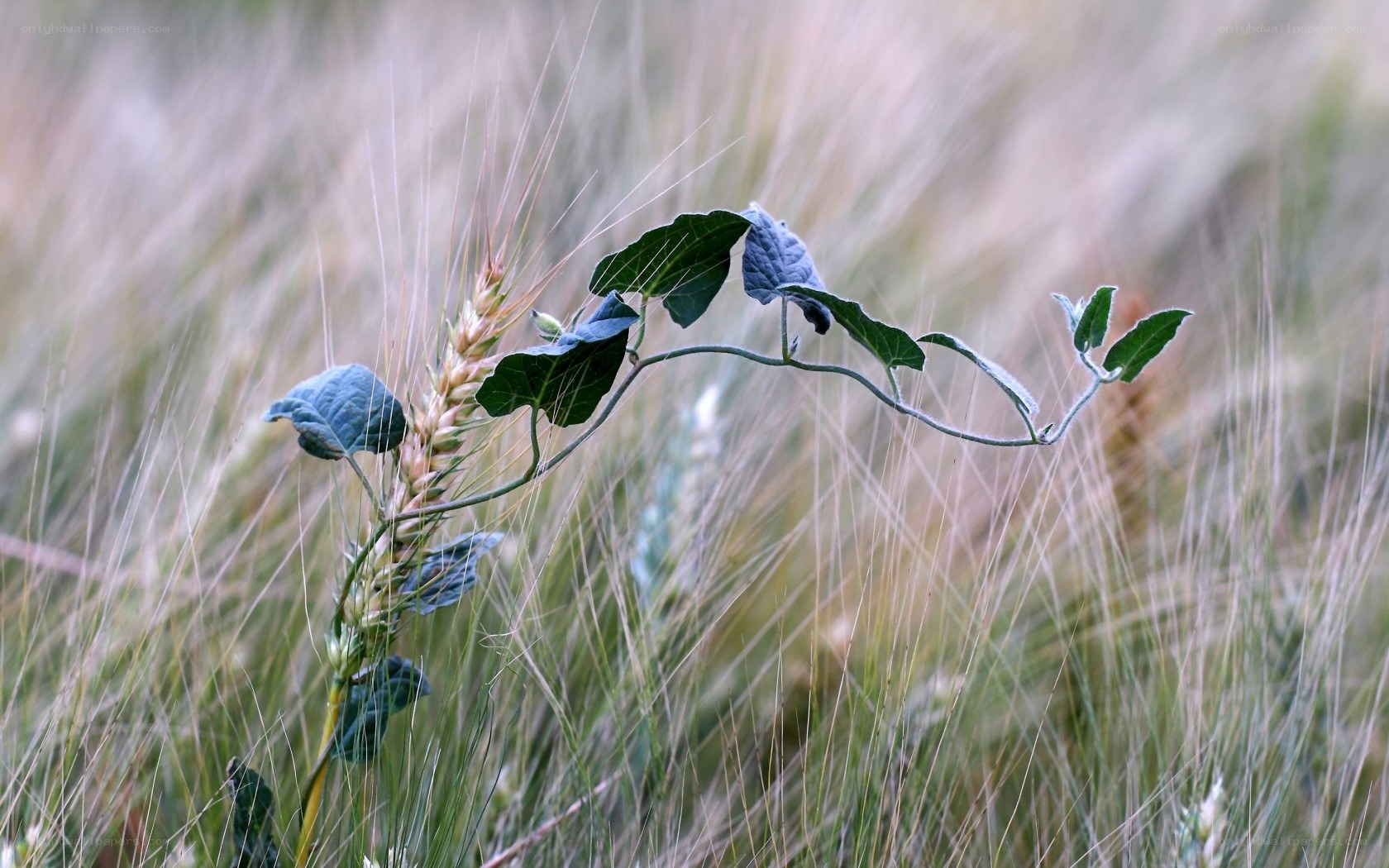 Wheat field with vine