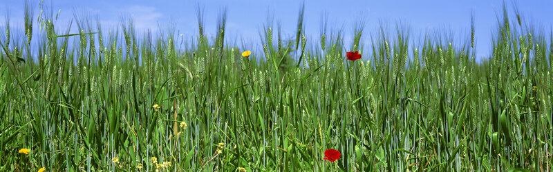 Wheat field with wildflowers
