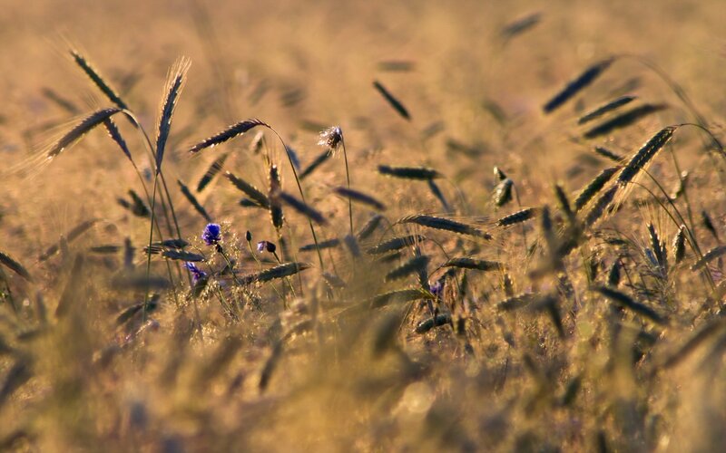 Wheat Field with Wildflowers — Golden