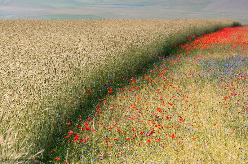 Wheat field with wildflowers
