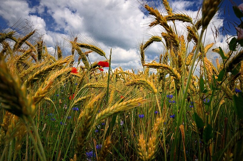 Wheat Field with Wildflowers — Yellow