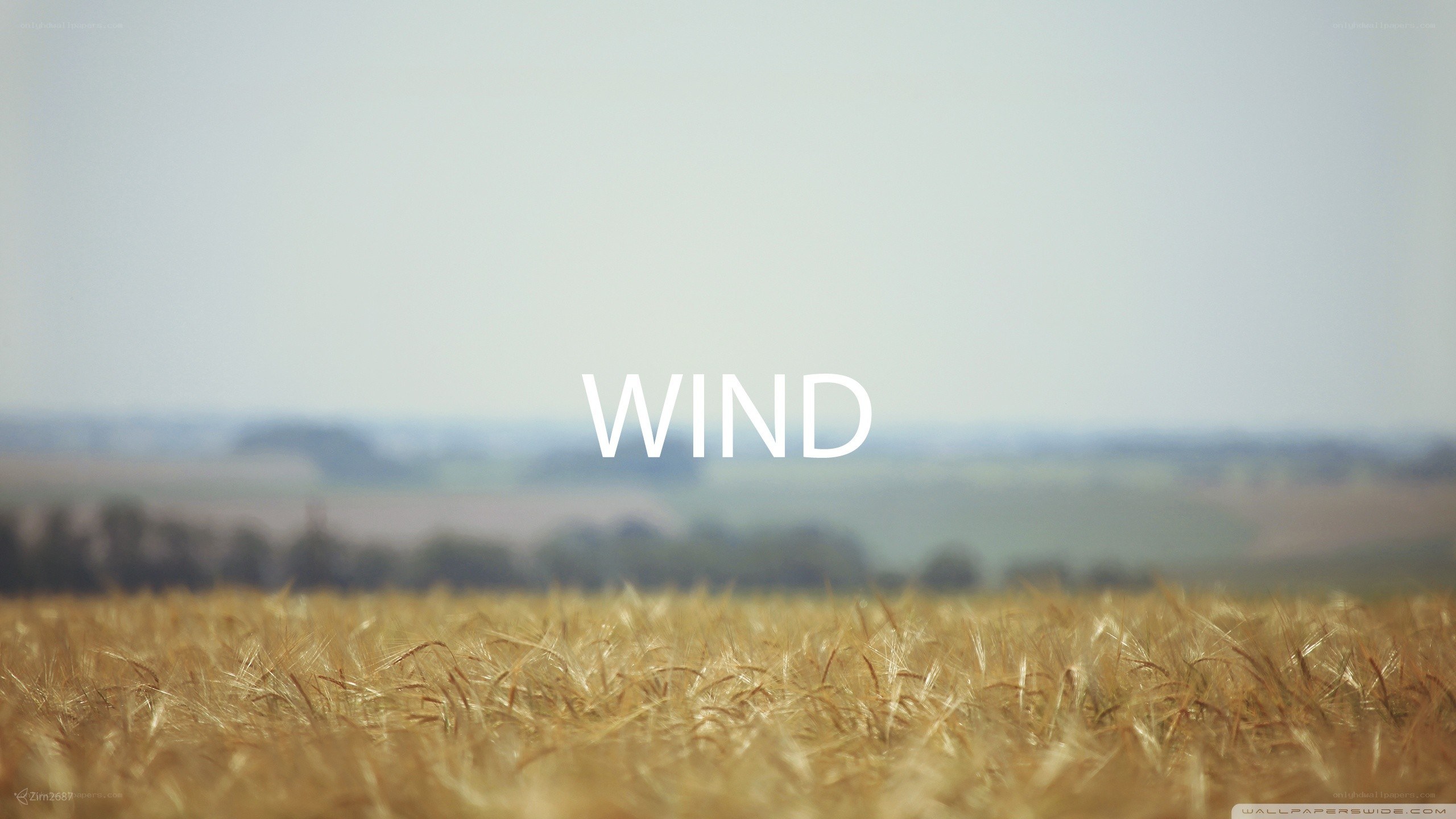 Wheat field with wind text