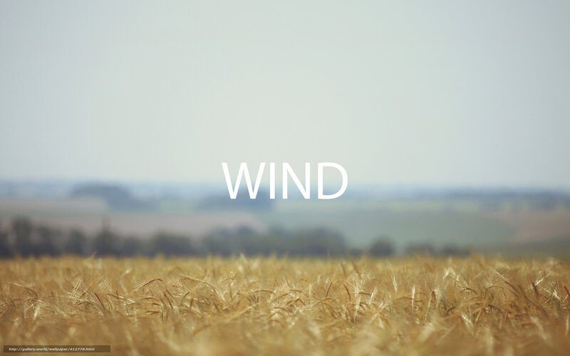 Wheat field with wind