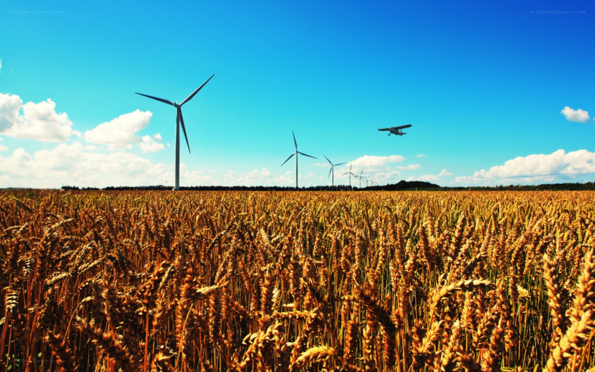 Wheat field with wind turbines