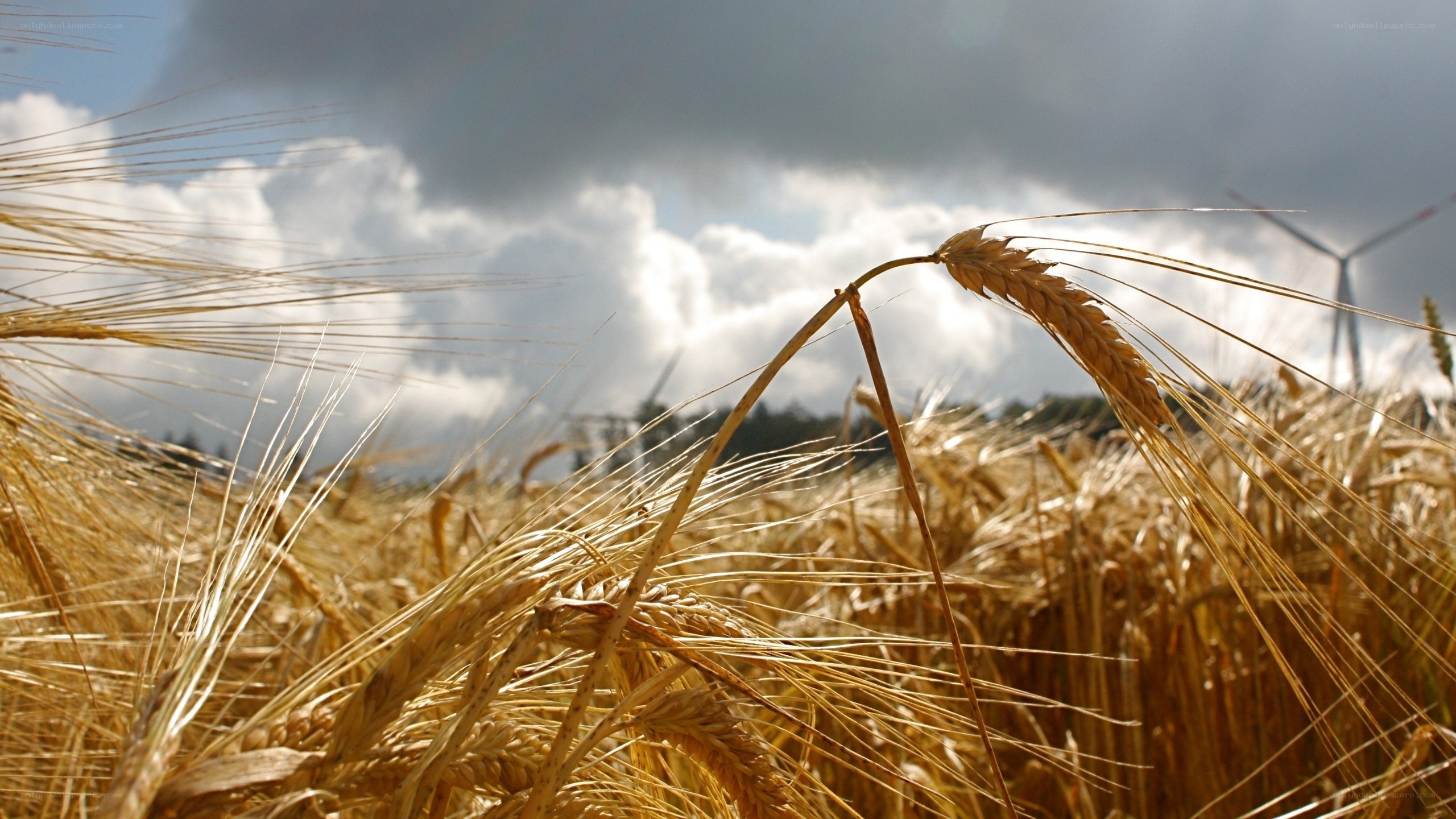Wheat field with wind turbines