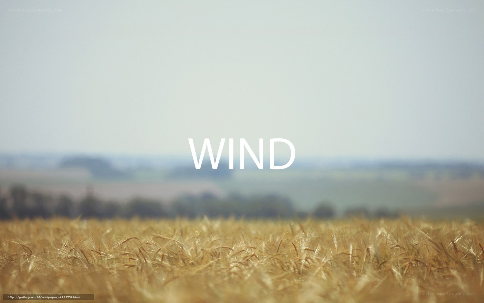 Wheat field with wind